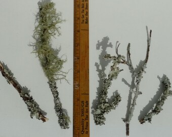 Lot of 5 Small Mossy Branches, Terrarium decoration