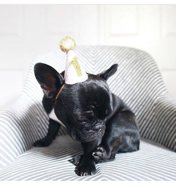 Dog Party Hat || Pet Birthday || Dog Birthday || Dog Birthday Costume || Cat Kitty Dog Pig Birthday Hat