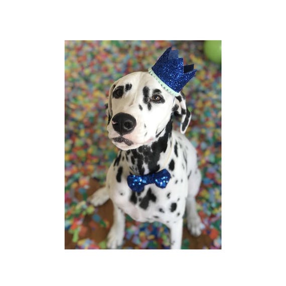 Dog Hat and Bow || Dog Birthday Party || Dog Birthday Crown || Dog Costume || Pet Party || Dalmation