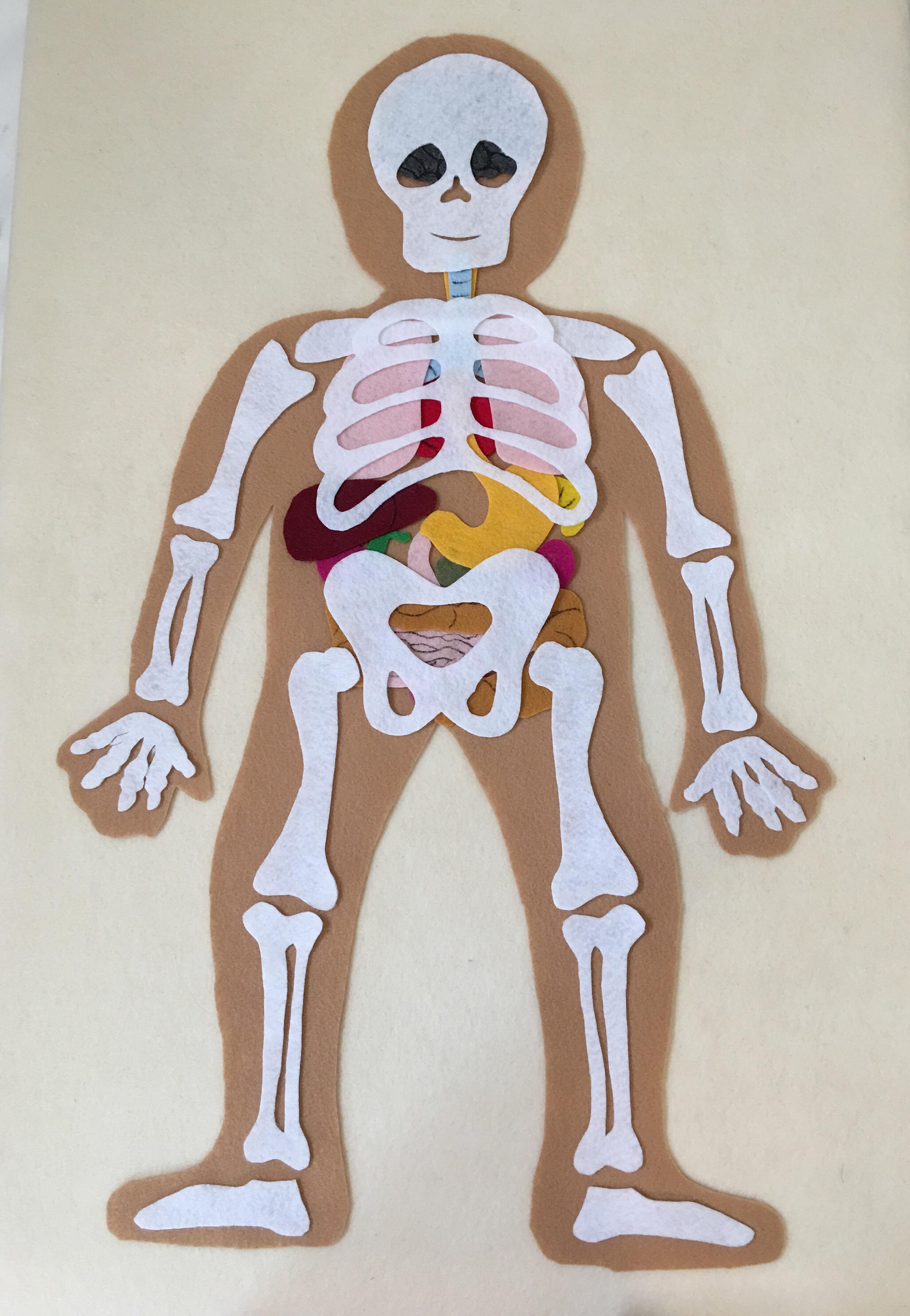 My Body Skeleton Internal Organs Educational Felt Set to