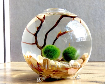 Mother's Day Gift Terrarium Kit Japanese Marimo Moss Ball Single Globe Terrarium Home Decor Easy Houseplants Greenery Gifts for Mom