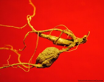 Wild American Ginseng Roots (4 g) #2015-31b. Superior, Dry, NC Certified, Xi Yang Shen Herbal Tonic