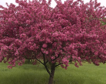 TreesAgain Red Splendor Crabapple Tree - Malus 'Red Splendor' - 9 to 14+ inches (See State Restrictions)