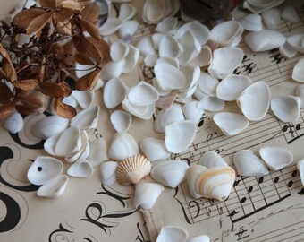 20 Petits coquillages blancs percés naturellement, perles blanches