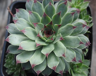 Hen and Chicks Succulent Plant