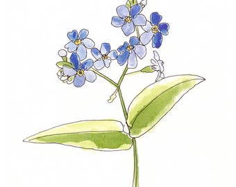 Forget-Me-Nots - #81 - Archival Art Print