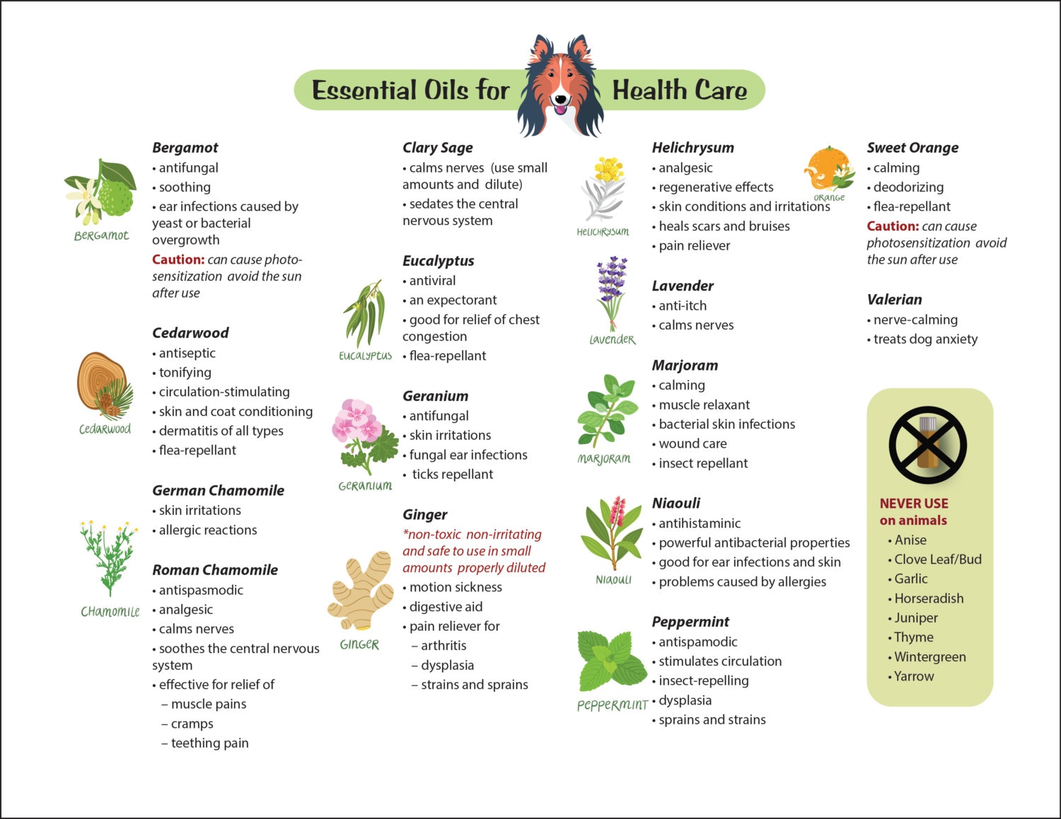 15 Essential Oils for Dogs Chart Guide Common Ailments Canine