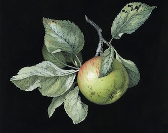 Apple on a Branch Giclee Print