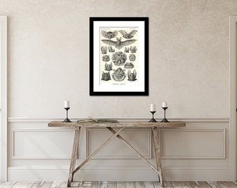 Bats Print, Vampire Bats, Poster, Art Nouveau Ernst Haeckel Print, Science Print, Bats Illustration, Educational Print