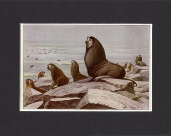 Northern Fur Seal 1916 Print by Louis Agassiz Fuertes Vintage Mounted Bookplate Picture with Mat Fur Seal Picture Alaska Fur Seal Seal Art