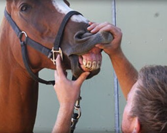 DENTAL FLOAT - Donation Toward A Horse at A Friend In Need Equine Rescue