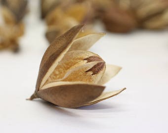 10 x dried lily flowers - natural floral and craft -nuts, seeds and pods. natu