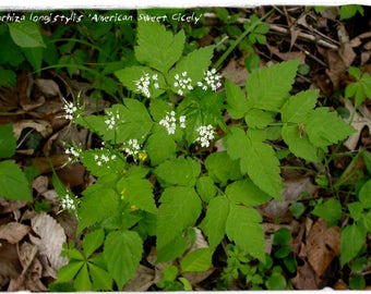 Osmorhiza longistylis 'American Sweet Cicely' 40+ SEEDS