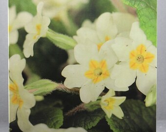 Proper Primroses - Photo Card