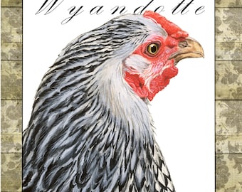 Silver-laced Wyandotte Hen Notecard: Backyard Chickens Collection