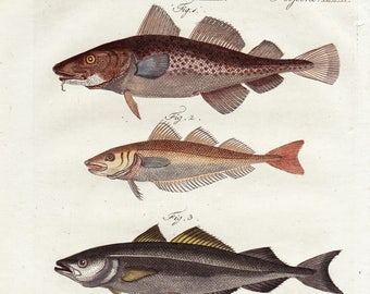 Antique Fish Bertuch Print - Cod, original vintage engraving plate dated 1808