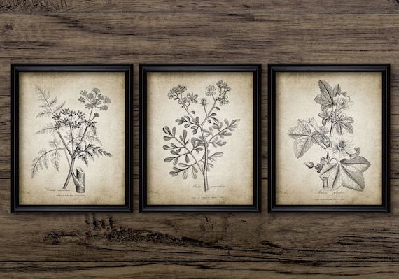 Antique Botanical Print Set of 3