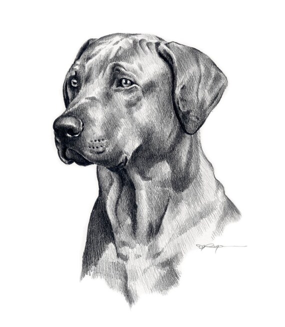RHODESIAN RIDGEBACK Hund Bleistift Zeichnung Kunstdruck