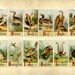 Old Vintage Picture alphabet of birds - ABC Cards - School ABC cards - Educational Flash Cards for Learning - Alphabet Letter Cards