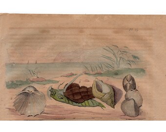 1835 SHELLS & SNAIL PRINT - exotic water life print rare original antique hand colored engraving - ocean beach fish sea marine