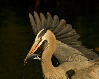 Blue Heron with Fish