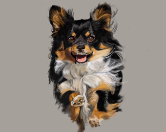 Long Haired Chihuahua - The Wind Blown Look