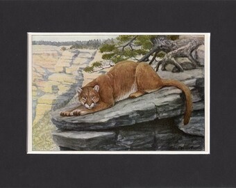 Mountain Lion Print 1916 by Louis Agassiz Fuertes Vintage Mounted Bookplate Picture with Mat Mountain Lion Picture Cougar Print Puma Print