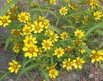 Marigold-Bur- Bidens Aurea- 50 Seeds