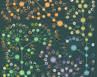 Evolution & Classification of Life 24x36" Poster