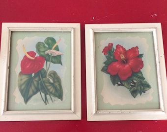 vintage shabby chic botanical/ floral pictures