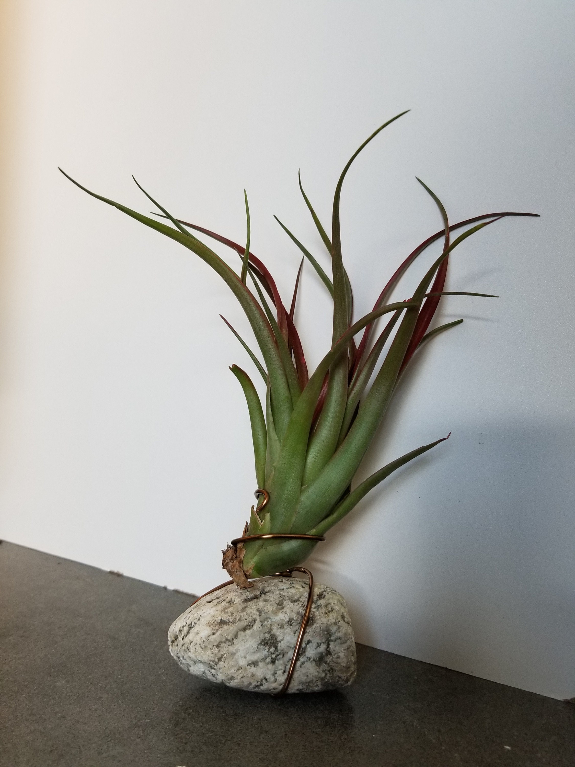 Tillandsia Red Abdita Air Plant Display Sold By Groundandayr $1272 Tillandsia Red Abdita Air Plant Display Sold By Groundandayr $1272