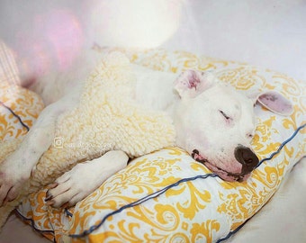 Dog Bed Cover, Yellow Dog Pillow Bed or Cat Bed Pet Furniture, Washable Pet Bed Cover, Small Medium or Large Dog Bed Furniture