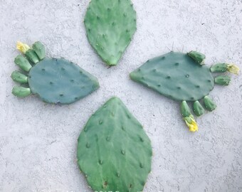 LIVE PLANT ROOTED Spineless Prickly Pear Cactus Old Mexico Pads + Free Gift cutting!