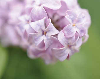 Macro Flowers Digital Print Photography