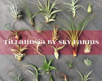 10 assorted Tillandsia air plants - FREE SHIP treasury wholesale bulk lot collection