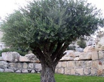10 Olive Tree Seeds, Olea europaea