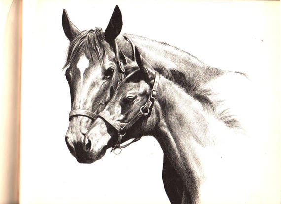 Horses Are Folks + C. W. Anderson + 1950 + Vintage Book