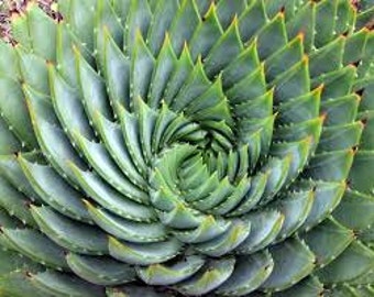 CSA) SPIRAL ALOE~Seeds!!!~~~~~~~Beautiful, Unique Variety!