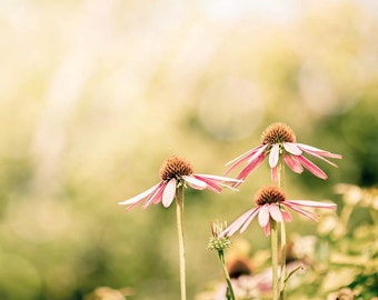flower photography nature botanical print 8x10 8x12 fine art photography spring echinacea pastel wall art spring decor pink cream pink lemon