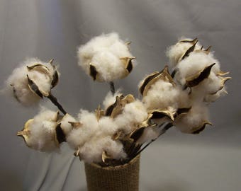 12 each--10" Wired Stemmed Natural Dried White Cotton Bolls, Wreaths, Country Weddings, Primitive Decor, Swags, Garlands