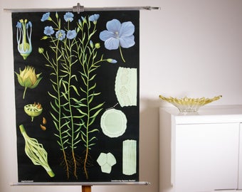 Vintage Pull down School Chart Flax by Jung Koch Quentell