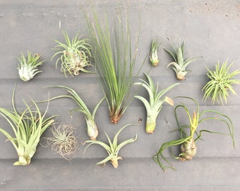 25 pc Assorted "TLC" Tillandsia Air Plants - Seconds Quality, Wholesale Prices