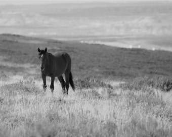 Black and White Wild Horse Photography, Horse Photography, Horse Art, Horse Picture, Horse Wall Decor, Horse Wall Art, Horse Print, Horse