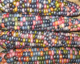 50pcs Glass Gem Corn Seeds Heirloom 2018 Non-Gmo Heirloom Seed (US ONLY)