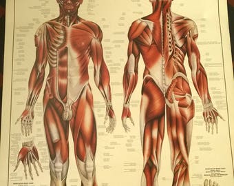 The Muscular System Illustrated Poster "The Palmer Aspect" in 3 Languages of English, French and Spanish