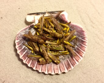 Grasshoppers ~ Hermit Crab Food