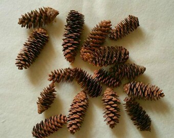 Parrot Foraging toys Mini Pine Cones