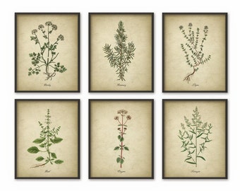 Kitchen Herbs Wall Art Print Set of 12 Vintage Botanical