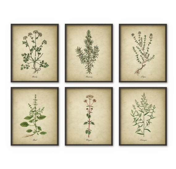 Kitchen Herbs Wall Art Print Set of 6 Vintage Botanical Herb