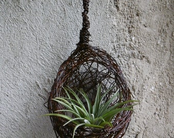 Medium tillandsia air plant, daughter of the air
